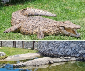 Bellamente Loves The Local Wildlife