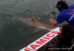 Daily Blog 10 January 2021 | Shark Cage Diving in South Africa