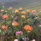 Fynbos - Beloftebos Farm cottages - Xplorio™ Stanford