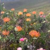 Fynbos - Beloftebos Farm cottages - Xplorio™ Stanford