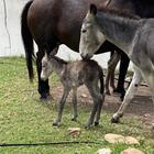 Animals - Beloftebos Farm cottages - Xplorio™ Stanford