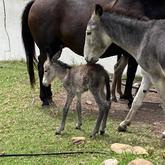 Animals - Beloftebos Farm cottages - Xplorio™ Stanford