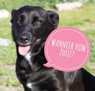 Pets Ready For Adoption