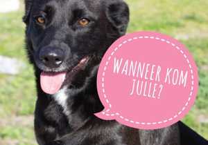 Pets Ready For Adoption