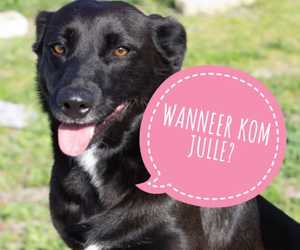 Pets Ready For Adoption