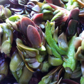 Waterblommetijies - Gansbaai Food & Wine Festival - Xplorio™ Gansbaai