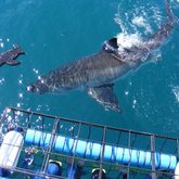 White Sharks - Gansbaai Food & Wine Festival - Xplorio™ Gansbaai