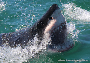Daily Blog: 13 February 2021 | White Shark Diving Gansbaai