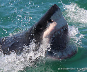 Daily Blog: 13 February 2021 | White Shark Diving Gansbaai