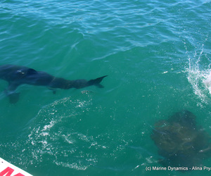 Daily Blog: 22 February 2021 | Shark Cage Diving in South Africa