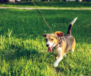 Volunteers Needed To Walk Kennel Dogs