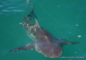 Daily Blog: 23 February 2021 | White Shark Cage Diving in South Africa
