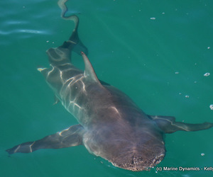 Daily Blog: 23 February 2021 | White Shark Cage Diving in South Africa