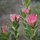 Protea Compacta - Agulhas National Park - Xplorio™ L'Agulhas
