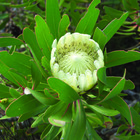 Protea Compacta White - Agulhas National Park - Xplorio™ L'Agulhas