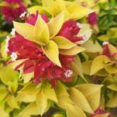 Bougainvilleas - Riverland Garden Centre - Xplorio™ Stanford