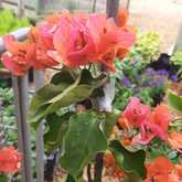 Bougainvilleas - Riverland Garden Centre - Xplorio™ Stanford