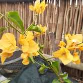 Bougainvilleas - Riverland Garden Centre - Xplorio™ Stanford