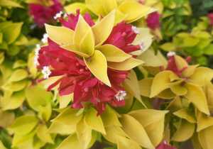 Assortment of Bougainvilleas
