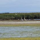 Birding along Soetendalsvlei - Agulhas National Park - Xplorio™ L'Agulhas