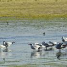 Birding along Soetendalsvlei - Agulhas National Park - Xplorio™ L'Agulhas
