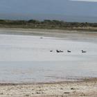 Birding along the Soutbosch Pan - Agulhas National Park - Xplorio™ L'Agulhas