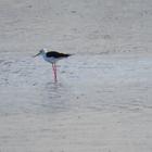 Birding along the Soutbosch Pan - Agulhas National Park - Xplorio™ L'Agulhas