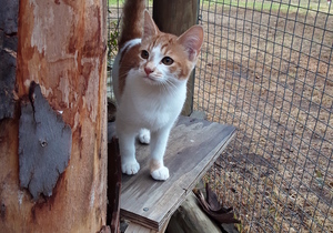 Gamble - Ginger and White Female Kitten