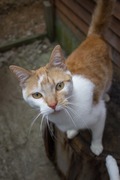 Feegle - Ginger Male Cat Up For Adoption