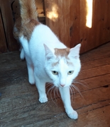 Crivens - Ginger Male Cat