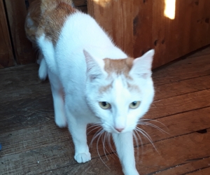 Crivens - Ginger Male Cat