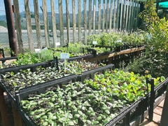 Winter Vegetables, Pansy, Viola & Calendulas - 4 Trays (R100)