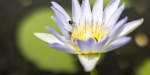 bettys_bay_outdoot_things_to_do_harold_porter_botanical_garden_water_lilly_1572354334_1_1617099620