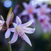 Nature Garden - Bodhi Khaya Nature Retreat - Xplorio™ Gansbaai