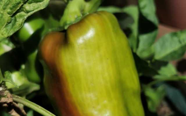 Greenpeppers_1617958680