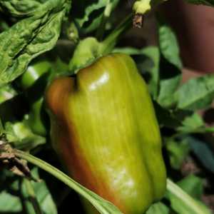 Greenpeppers_1617958680
