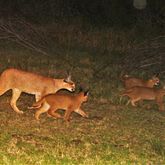 Wildlife Monitoring - Walker Bay Fynbos Conservancy - Xplorio™ Gansbaai