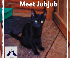 JubJub - Black Female Kitty