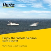 Enjoy the whale season with Hertz - Hertz Rent a Car - Xplorio™ Hermanus