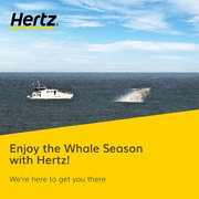 Enjoy the Whale Season with Hertz!