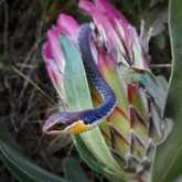 Walker Bay Fynbos Conservancy - Xplorio™ Gansbaai