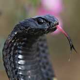 Snake - Walker Bay Fynbos Conservancy - Xplorio™ Gansbaai