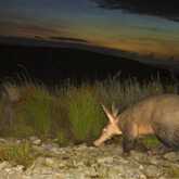 Wildlife Monitoring - Walker Bay Fynbos Conservancy - Xplorio™ Gansbaai
