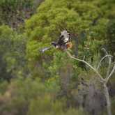 Birding - Walker Bay Fynbos Conservancy - Xplorio™ Gansbaai