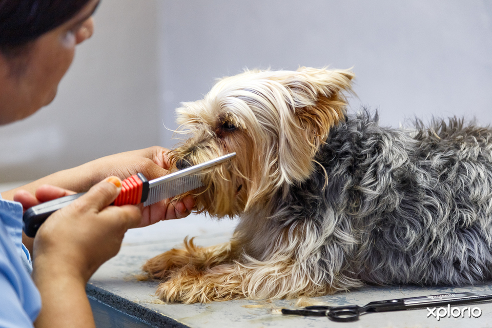 Professional dog grooming outlet