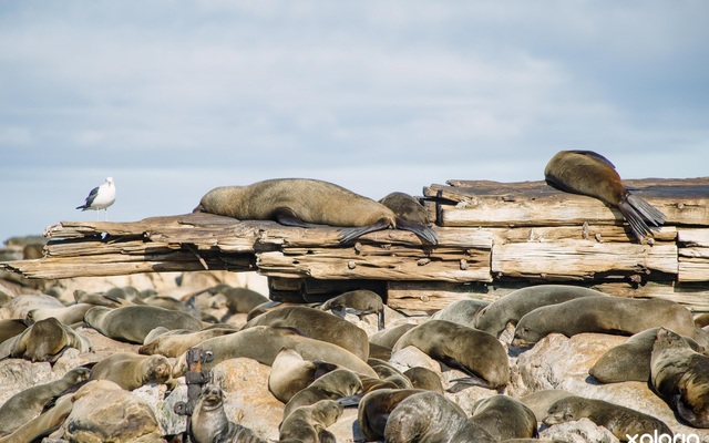 Dyer_island_cruises_seal_viewing_1532413021_1618914554