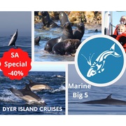 Next Dyer Island Marine Big 5 Tour: 21 April 2021