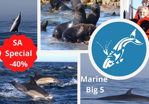 Next Dyer Island Marine Big 5 Tour: 21 April 2021