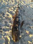 On the Beach: A False Killer Whale