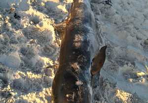 On the Beach: A False Killer Whale